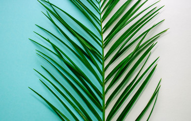 Leaves of palm on blu and white background.abstract