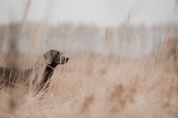 hunting weimaraner dog posing in the field
