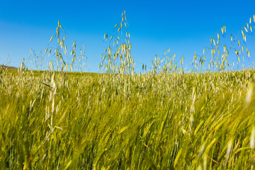 Obraz premium Beautiful field of cereals (wheat, barley, oats) green on a sunny spring day. Space to insert your text.