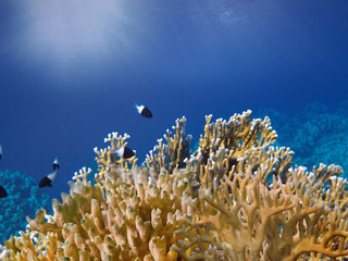 Wonderful and beautiful underwater world with corals and tropical fish.Red Sea