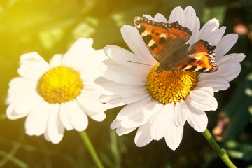 Fototapeta premium butterfly on a flower. blooming daisy.