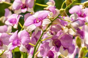 Fototapeta na wymiar Purple orchids, Dendrobium.