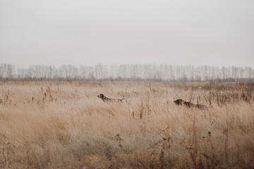 Naklejka premium two brown german shorthaired pointer dogs working in the field