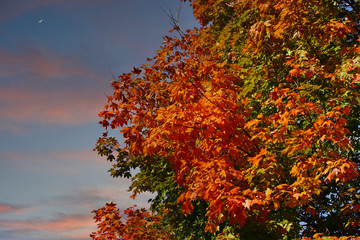Orange and green leaves on a tree in autumn under a blue sky