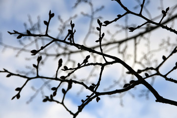 Fototapeta na wymiar Trees without leaves. Russian winter landscape
