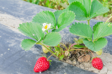 Strawberry plant with ripe and green fruits, blooming flower on black plastic mulch