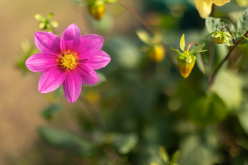 Dahlia flower in full bloom