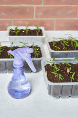 homemade seedlings. young seedlings of pepper. plastic water sprayer.