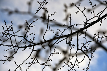 Fototapeta na wymiar Trees without leaves. Blue sky background. Russian nature
