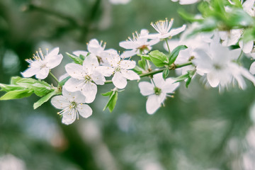 blooming cherry flowers. spring. selective focus.
