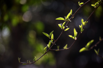 The grass grows and the warbler flies