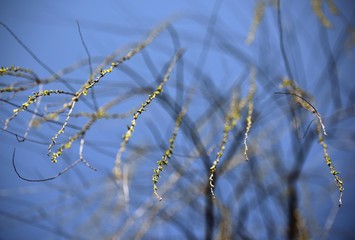 The grass grows and the warbler flies