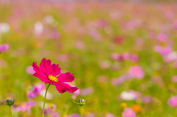 Obraz na płótnie Canvas Cosmos flowers with colorful background for spring flower concept.