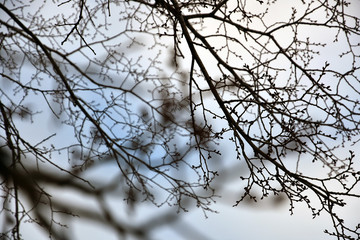 Trees without leaves, blue sky with clouds background. Russian nature