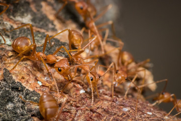 The ant team goes to find food. It is powerful teamwork. Macro or close-up photo.