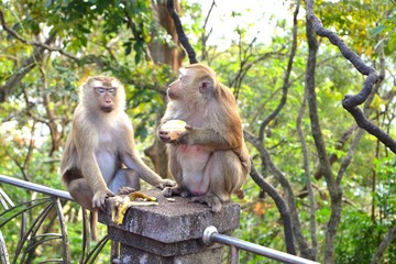 Monkeys are sitting on the fence and eating fruit.