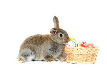 Happy fluffy gray brown bunny rabbit with basket painted Easter egg on white background. celebrate Easter holiday and spring coming concept.