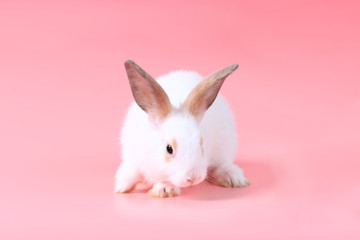 Happy cute white fluffy bunny rabbit on pink background. celebrate Easter holiday and spring coming concept.