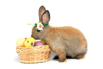 Happy fluffy brown bunny rabbit wearing daisy flower crown with basket painted Easter egg on white background. celebrate Easter holiday and spring coming concept.