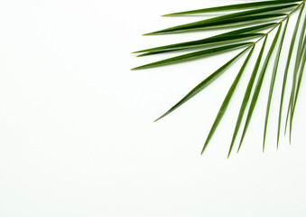 Fototapeta na wymiar Leaves of palm on white background. abstract