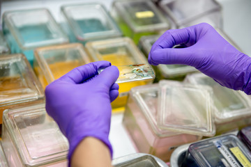 Medical scientists are preparing specimens for cytology to diagnose cell abnormalities.
