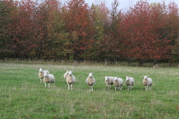 A flock/ herd of sheep grazing in a field in Yorkshire,Britain in the UK 