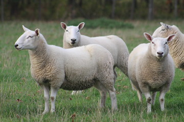 Naklejka na ściany i meble A flock/ herd of sheep grazing in a field in Yorkshire,Britain in the UK 