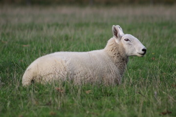 A flock/ herd of sheep grazing in a field in Yorkshire,Britain in the UK 