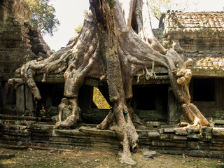 Fototapeta na wymiar Ficus étrangleur dans un temple d'Angkor - Cambodge