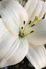 Detalle de flor de lirio blanco