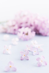Naklejka na ściany i meble Lilac flowers on gray background. Selective focus. Spa or holiday background