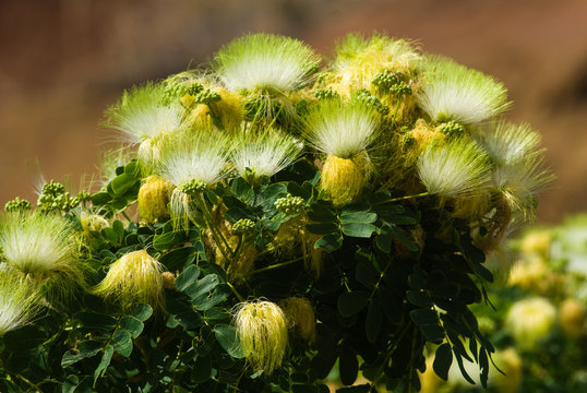 Fleurs d'un albizia ou arbre à soie - Mayotte.