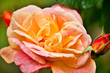 orangene Rosenblüte