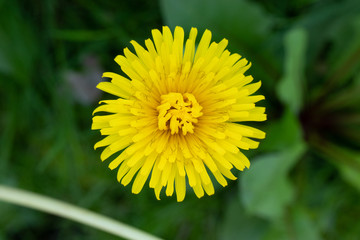 dandelion in the grass