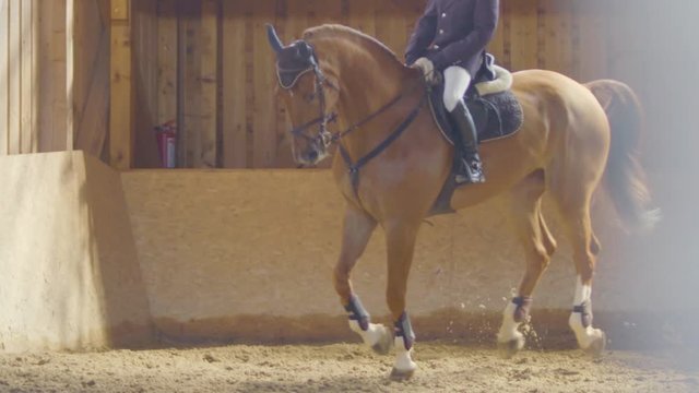 Beautiful Prize Winning Horse With Stamina, Inside The Training Stables