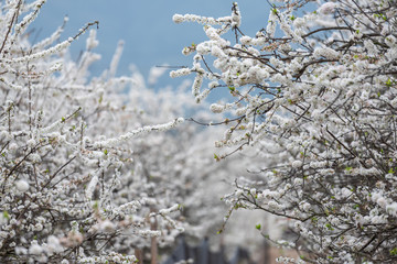 White plum flowers, like snowflakes, full of fields