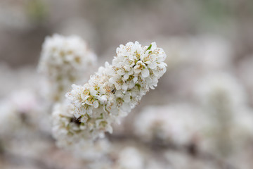 White plum flowers, like snowflakes, full of fields