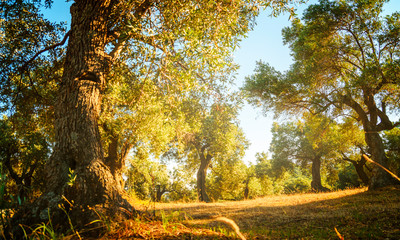 Mediterranean olive trees in garden.