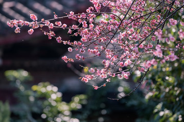In winter, the plum blossom in the temple is open, light and fragrant