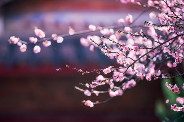 In winter, the plum blossom in the temple is open, light and fragrant