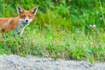 Close-up of red fox in spring