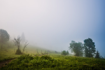 Fototapeta na wymiar Mesmerizing mystical landscape of a forest covered in thick fog