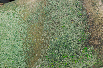 Green mold and moss on old dirty wall