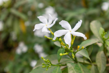 Obraz na płótnie Canvas White flower on the tree against the natural blurred background.