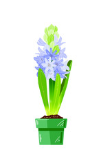 Hyacinth in the pot is a flat vector illustration. Blue hyacinth - spring flower isolated on white background.