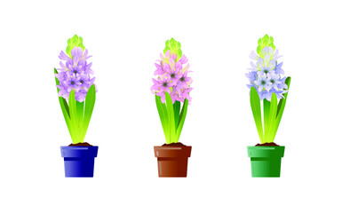 Hyacinth in the pot is a flat vector illustration. Pink, blue and violet hyacinths. Spring flowers isolated on white background.