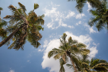 Fototapeta na wymiar Palm trees on blue sky backrounnd with sun flare