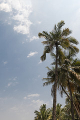 Obraz na płótnie Canvas Palm trees on blue sky backrounnd with sun flare