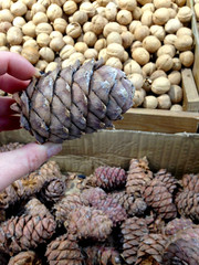 Pine cone in Siberia, Russia
