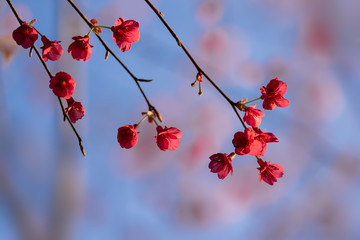 As spring is coming，Cherry trees are full of beautiful flowers